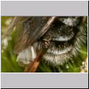 Stylops melittae - Faecherfluegler m03 5mm an Andrena vaga.jpg